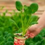 Brussel Sprouts – Jade Cross – 4″ Pot